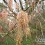 ACER negundo 'Violaceum' 