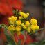 CALCEOLARIA integrifolia  