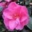 CAMELLIA 'Elegant Beauty'  