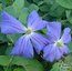 CLEMATIS 'Perle d'Azur'  