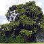 PODOCARPUS totara  