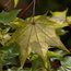 ACER cappadocicum 'Aureum' 