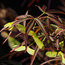 ACER palmatum 'Scolopendriifolium' 'Atropurpureum'