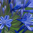 AGAPANTHUS africanus blue 