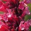 AGASTACHE mexicana 'Red Fortune' 
