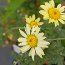 ANTHEMIS tinctoria E.C. Buxton 