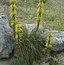 ASPHODELINE lutea  