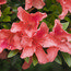 AZALEA - EVERGREEN 'Pink Pancake'  