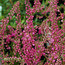 HEATHERS Calluna vulgaris 'Dark Beauty' 