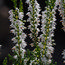 HEATHERS Calluna vulgaris 'Spring Cream' 