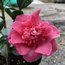 CAMELLIA 'Holfordiana'  