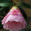 CAMELLIA 'Lady's Maid'  