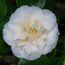 CAMELLIA 'Sode-gashuki'  