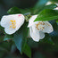 CAMELLIA transnokoensis  