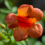 CAMPSIS radicans 'Indian Summer' 