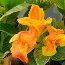 CANNA 'Tropicanna Gold'  