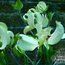 CORNUS florida 'Rainbow' 