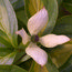 CORNUS kousa 'Gold Star' 