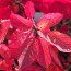 COTINUS coggygria 'Old Fashioned' 