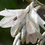 DIERAMA argyreum  