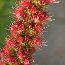 ECHIUM amoenum 'Red Feathers' 