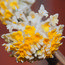 EDGEWORTHIA chrysantha 'Grandiflora' 