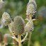 ERYNGIUM agavifolium  