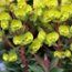 EUPHORBIA 'Redwing'  