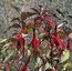 FUCHSIA magellanica 'Versicolor' 