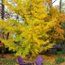 GINKGO biloba 'Princeton Sentry' 