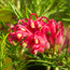 GREVILLEA 'Olympic Flame'  