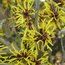 HAMAMELIS mollis 'Jermyns Gold' 