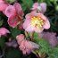 HELLEBORUS 'Cheryl's Shine'  