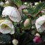 HELLEBORUS 'Moondance'  