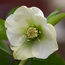 HELLEBORUS orientalis 'White Lady' 