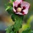 HIBISCUS syriacus 'Hamabo' 