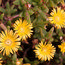 LAMPRANTHUS yellow  