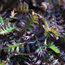 LEPTINELLA 'Platts Black'  