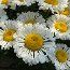 LEUCANTHEMUM x superbum 'Real Neat' 