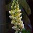 LUPINUS Herbaceous 'Chandelier' 