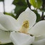 MAGNOLIA grandiflora 'Alta' 