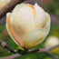MAGNOLIA 'Honey Tulip'  