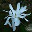 MAGNOLIA stellata 'King Rose' 