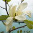 MAGNOLIA 'Sundance'  