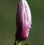 MAGNOLIA 'Todd's Forty Niner'  