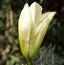 MAGNOLIA denudata 'Yellow River' 