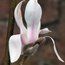 MAGNOLIA zenii  