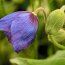 MECONOPSIS 'Slieve Donard'  