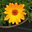 OSTEOSPERMUM 'SummerSmile Orange'  