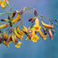 PANDOREA jasminoides 'Golden Showers' 
